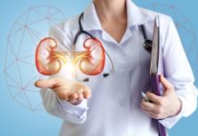 Doctor shows healthy kidneys.